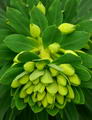 Euphorbia Wulfenii